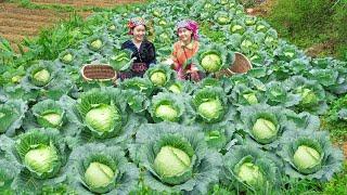 Harvesting the giant cabbage garden to sell at the market - making cabbage and chicken salad