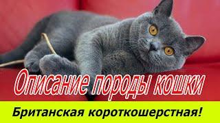 Британская короткошерстная кошка описание породы!