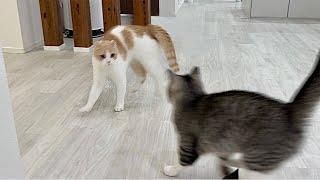 やんのかステップで兄を挑発した猫がまさかのこうなっちゃいました…笑