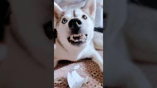 Husky Gets ANGRY When I Tell Her She Can't Eat Carboard!