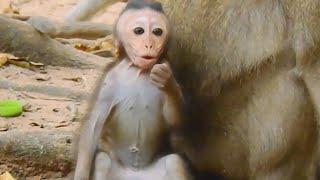 Breaking Heart.!! Baby Monkey Crying With Panic Call Mom Cause Warning By Other Monkey,