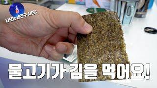 사료를 먹지 않는 해수어 세일핀탱 에게 준것은? Feeding fish seaweed