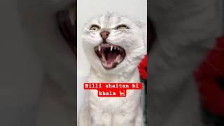 Billi Shaitan Ki Khala  | Funny cat video #shorts #funny #cat