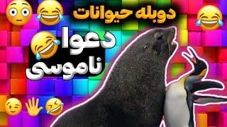 چیکار کردی؟!منو زدی؟! دوبله و صداگذاری خنده دار حیوانات ️