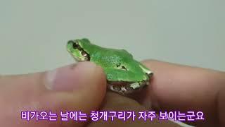 청개구리의 점프  Jump ! Green tree frog