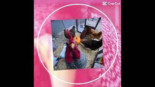 Lu ru #shorts #chicken #cute