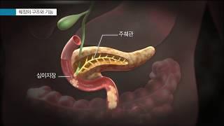 췌장암 - 췌장의 구조와 기능