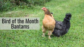 Meyer Hatchery Bird of the Month - Bantams!