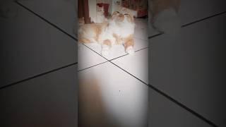 VIRAL.! KUCING LAGI SANTAI LUCU#shorts #shortsviral #shortsvideo #shortsfeed #comedy #lucu #funny