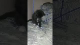 маленький проказник