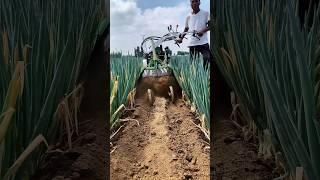 Machine for sowing onion in the field#khedut #machine #pyaj #shorts #trend