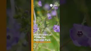 Wildflowers at Pinnacles National Park in California #shorts