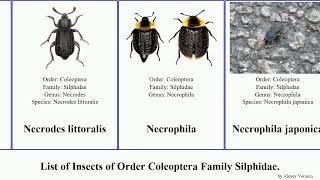 List of Insects of Order Coleoptera Family Silphidae. nicrophorus beetle carrion silpha burying