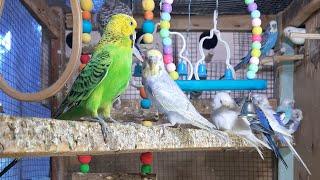 Inside the Budgie Aviary Fun Birds Playing with Each Other Baby Budgie Eggs Colourful Pets 