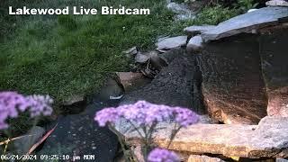 Live Bird Camera Fountain