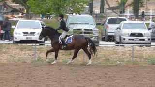 2012-2013 IEL Show #4 - Matti Schulman Varsity IEL Hunter Over Fences