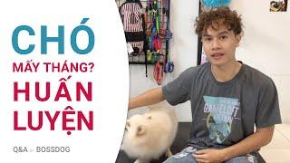 Chó mấy tháng thì huấn luyện được? | Huấn luyện chó | Q&A | BossDog