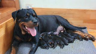 MY DOG GIVING BIRTH!