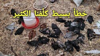 مشروع تربية الدجاج   ضاعت لي الكثير من الصيصان بسبب  خطأ بسيط