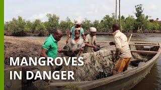 Niger Delta mangroves in ‘grave danger’ from oil spills, logging and invasive species