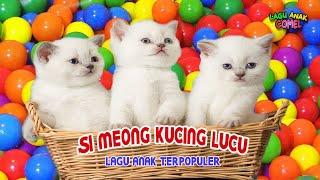 Si Meong Kucing Lucu Bermain Bola ~ Lagu Anak Terpopuler