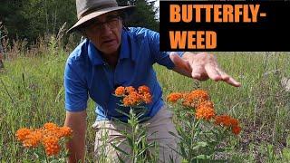 Butterfly-weed (Asclepias tuberosa) Profile