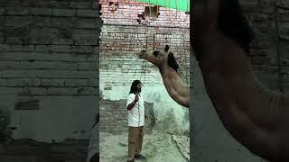 10dino bd ronakain kharab Allah pak kabool Kara #song #love #funny #qurbanvlogs #cowgoat