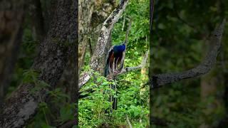 Peacock #wildlifephotography #peafowl #shortvideo #video