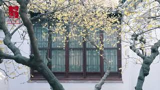 Wintersweet Flowers Blossom at Nanjing's Most Historic Sites