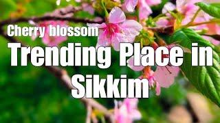 Trending Place in Sikkim | Cherry Blossom | Temi Tea | South Sikkim