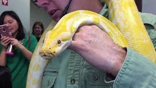 Yellow Snake Python (HD)