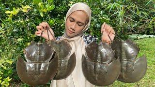 BELANGKAS MASAK LEMAK CILI PADI || Horseshoe Crab Cooked in Spicy Coconut Sauce