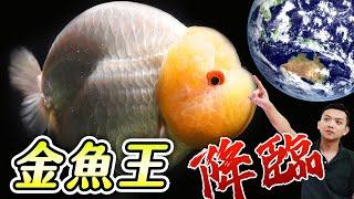 從日本海運來的金魚之王！五種金魚詳細介紹！