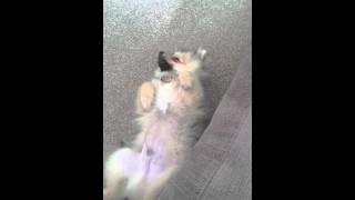 Silly pom pom