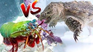 Godzilla Snapping Turtle vs Giant Mantis Shrimp! *EPIC BATTLE ROYALE*