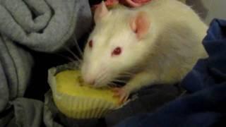 Rat eating muffin