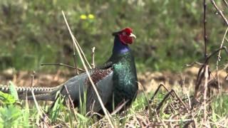 Game fowl & National bird  Pheasant  singing　国鳥で狩猟鳥キジが鳴く　母衣打ち