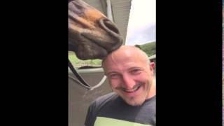 Horse Licks Man's Head