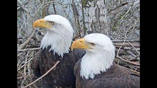 Redding Eagles Live Nest Webcam