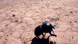 flightless dung beetle