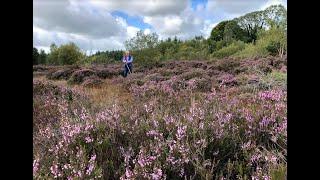 Heather with John Feehan in September, Wildflowers of Offaly series