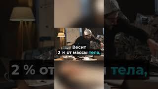 22 июля - Всемирный день мозга! #зарифмуювашимысли #детивтеме #мозг #деньмозга #интеллект #разум