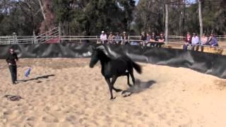 Horsemanship: Hooking on process and understanding round pen use