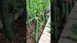 每天在小菜园里种种菜，日子过得很充实，你也喜欢种菜吗？#我的小菜园 #田园生活乐趣多 #蔬菜种植