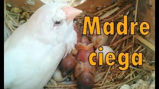 PÁJARO CIEGOCÓMO VIVIR CON CEGUERA y PREVENIR problemas de VISIÓN