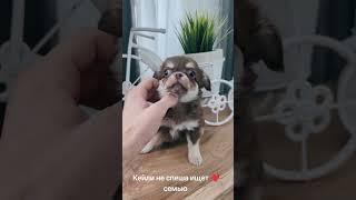 Вся информация на нашем сайте chihuahua.by