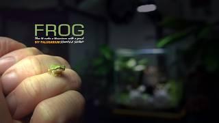 Make a Mini Terrarium POND for Tiny FROGS ｜ビバリウム