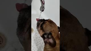 Бульдог Марсель попил воды и.. Упс....