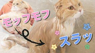 ５か月ぶりに子猫をシャンプーしてみたｗｗ