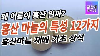 [텃밭] 홍산마늘 특성 12가지. 홍산 이름의 의미. 재배 기초상식.